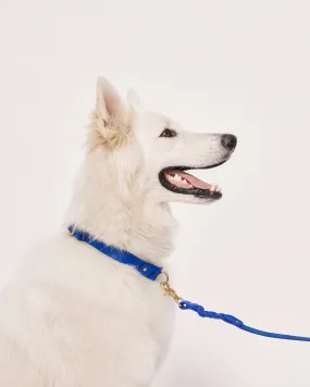 Leather Braided Dog Collar