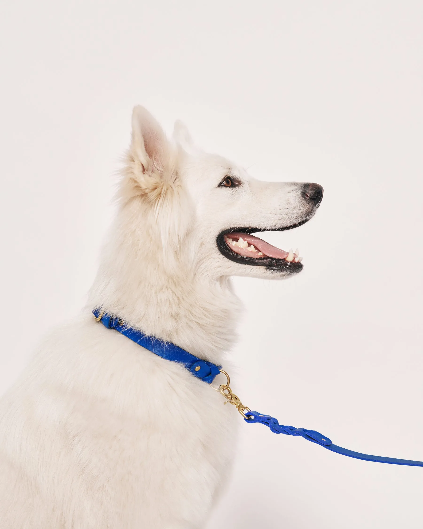 Leather Braided Dog Collar