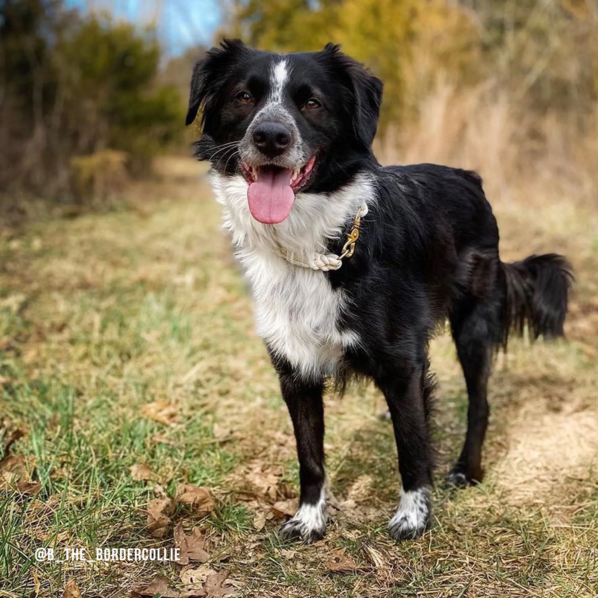 Natural Cotton Rope Dog ID Collar
