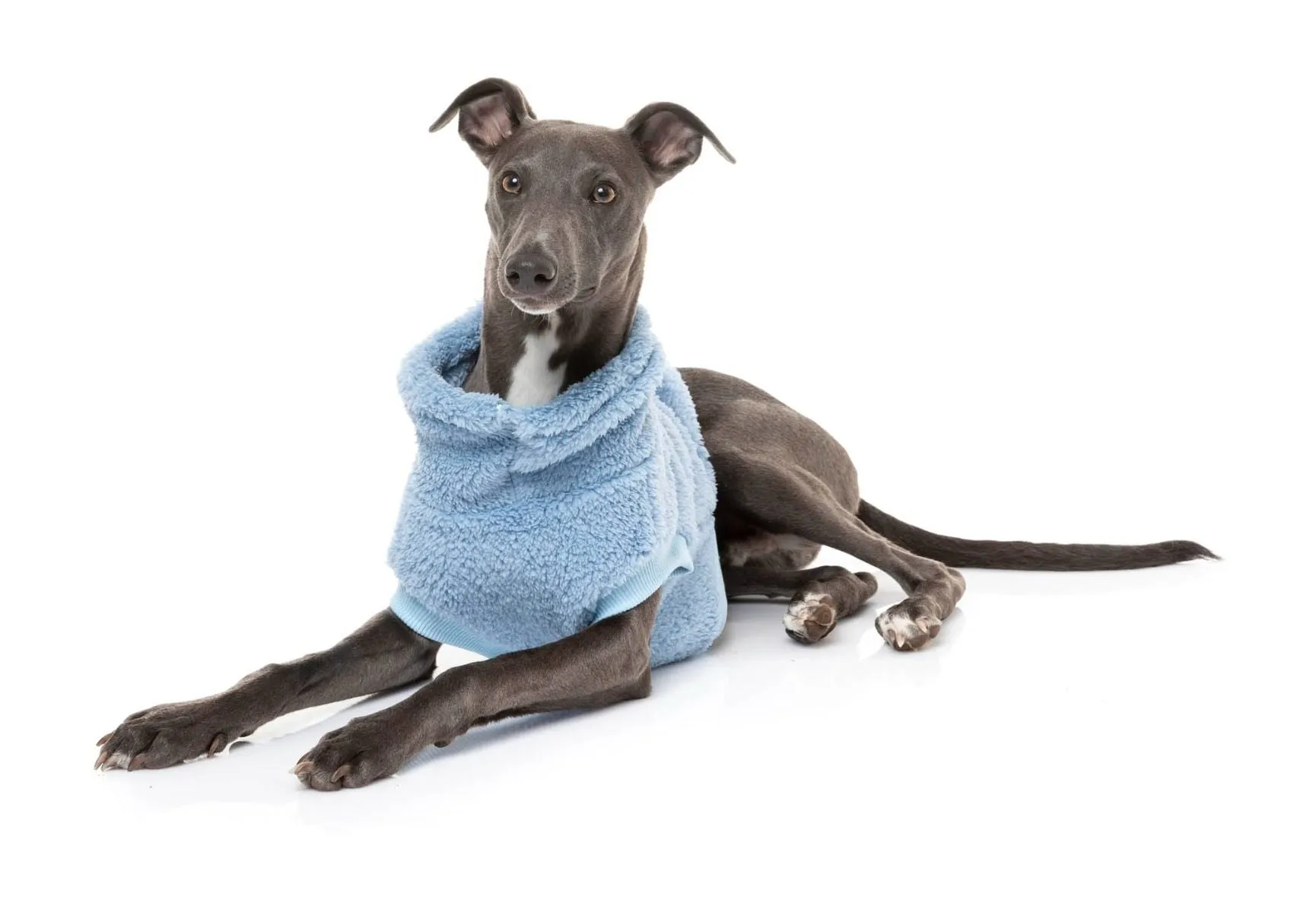 Turtle Teddy Dog Fleece in Washed Blue (FINAL SALE)